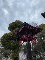 japanese temple gate lantern, sakura blossom season, Ueno Tokyo March 2022