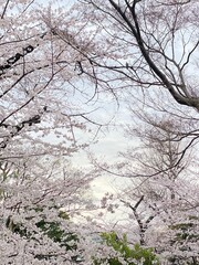 blossom tree, sakura blossom season, Ueno Tokyo, Japan March 28th, 2022