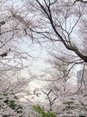 blossom in spring, sakura blossom season, Ueno Tokyo, Japan March 28th, 2022