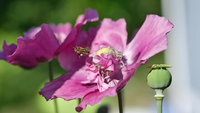 Wild bee foraging on a poppy flower/Abeille sauvage butinant une fleur de pavot