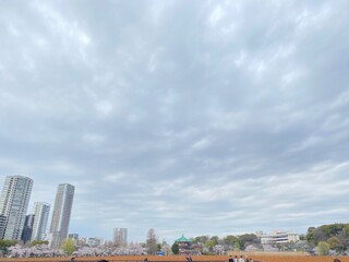 Obraz premium clouds over the city in spring, sakura blossom season, Ueno Tokyo, Japan March 28th, 2022
