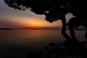 Pine trees on a sunset time in a coast of sea