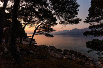 Pine trees on a sunset time in a coast of sea