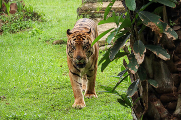selective focus of Sumatran tiger or Panthera tigris sumatrae with black and orange stripes walking...