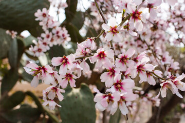Fototapeta na wymiar Spring cherry blossom, peach blossom, tender pink flowers, cherry tree.