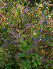wild berries on a green bush, macro photography. Wild berry, macro. Wild wild berries on a green background in the forest