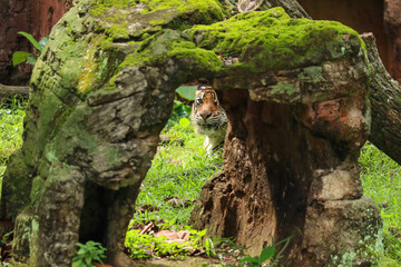 Sumatran Tiger (Panthera tigris sumatrae) peering through moss-covered rocks. Elusive Indonesian...