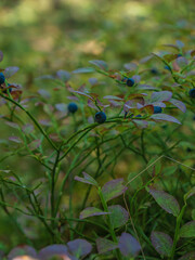 wild berries on a green bush, macro photography. Wild berry, macro. Wild wild berries on a green background in the forest