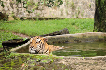 Fototapeta na wymiar selective focus of Sumatran tiger or Panthera tigris sumatrae with black and orange striped fur bathing in a pool