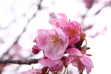 Obraz premium さくら