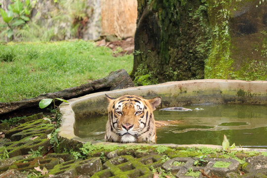 selective focus of Sumatran tiger or Panthera tigris sumatrae with black and orange striped fur bathing in a pool