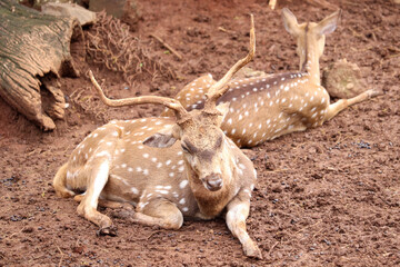 spotted deer or Chital lying on the ground