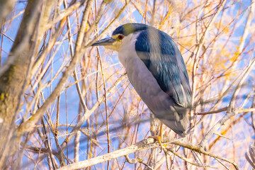 Night heron (Nycticorax nycticorax) perched in a branch