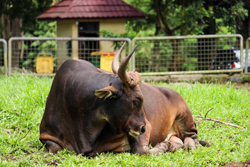 close up of a javanese bull or Bos javanicus with dark brown skin sitting on a fresh green meadow
