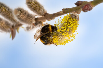 bumblebee collecting nectar in willow catkin against blue sky, close up of nature spectacle in springtime, environment conservation concept with copy space - obrazy, fototapety, plakaty