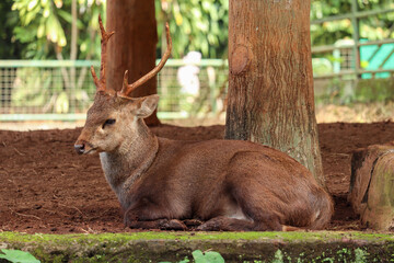 close up of a group of Bawean deer or Axis kuhlii, deer from Bawean Indonesia