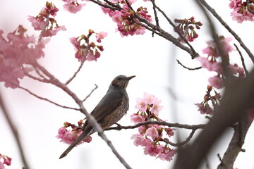 ヒヨドリと桜