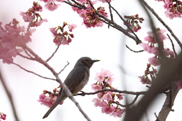 ヒヨドリと桜