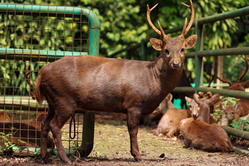 close up of a group of Bawean deer or Axis kuhlii, deer from Bawean Indonesia