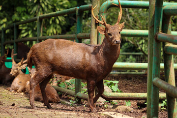 close up of a group of Bawean deer or Axis kuhlii, deer from Bawean Indonesia