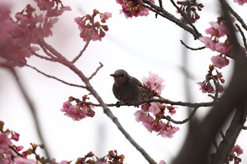 ヒヨドリと桜