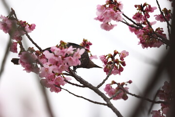ヒヨドリと桜