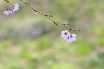 緑の背景の中の桜