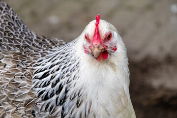Kip - Chicken