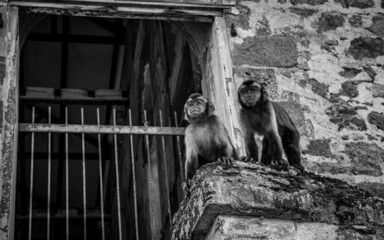 singes