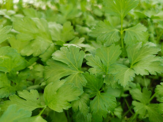 natural vegetable background from parsley greens full-frame