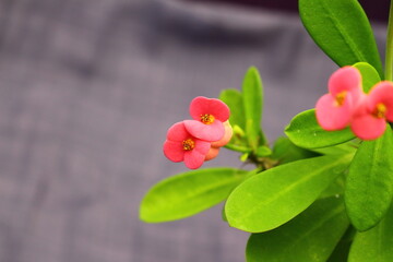 Pink flower on grey background, defocused flower detail. Selective focus on flower.