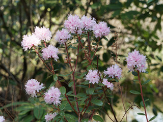 Rhododendron hemitrichotum x |  Azalées rhododendrons à floraison rose-violacé en forme de gobelet, longues étamines sur tige brun-écailleuse, feuilles pétiolées, lancéolées, vert foncé