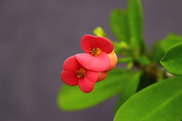 Pink flower on grey background, defocused flower detail. Selective focus on flower.