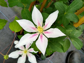 Clematis 'Andromeda'