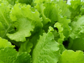 natural green background of lettuce leaves on the bed