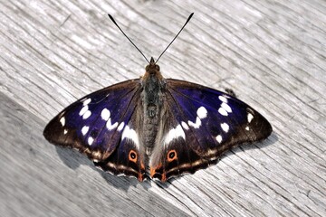 Obraz na płótnie Canvas Schmetterlinge: Ein Schillerfalter (Apatura ilia), Lesser purple emperor.
