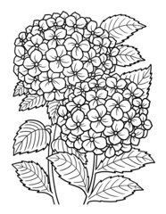 Hydrangea Flower Coloring Page for Adults