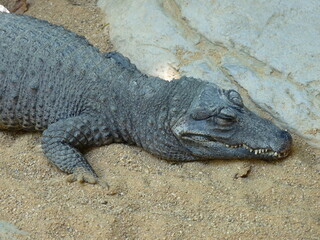 A dwarf crocodile and a broad-fronted crocodile resting on the sand and near the water - photo