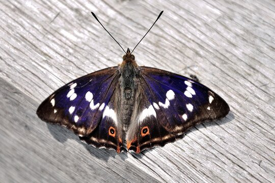 Schmetterlinge: Ein Schillerfalter (Apatura ilia), Lesser purple emperor.