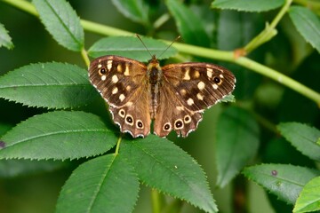 Schmetterlinge: Ein Waldbrettspiel (Pararge aegeria), Speckled wood.