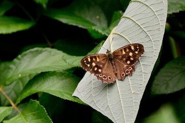 Schmetterlinge: Ein Waldbrettspiel (Pararge aegeria), Speckled wood.