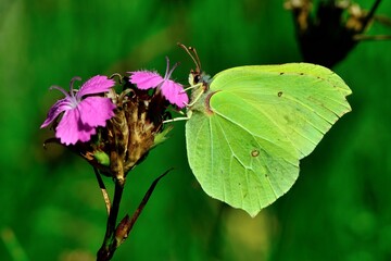 Schmetterlinge: Ein Zitronenfalter (Gonepteryx rhamni), Common brimstone.