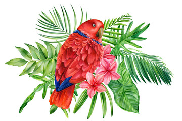 watercolor exotic illustration with red parrot, tropical leaves, plumeria flowers. Isolated on white background