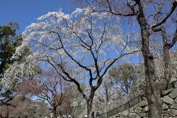 Pink cherry blossoms in full bloom