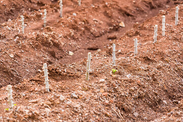 Rows of young cassava plant in farmland at countryside of Thailand