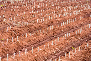 Rows of young cassava plant in farmland at countryside of Thailand