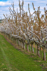 View of an orchard with blossoming cherry trees under a white-blue sky near Wiesbaden/Germany 