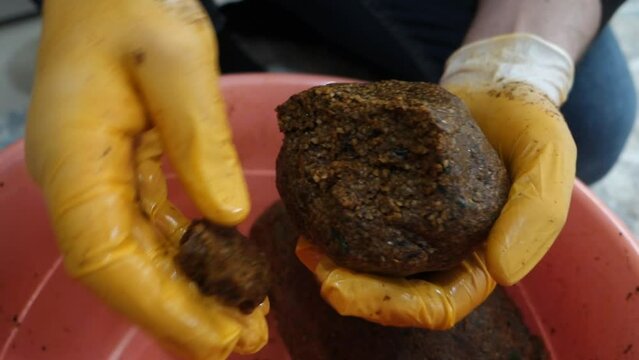 person squeezing raw meatballs with latex gloves,Turkish style cig köfte.