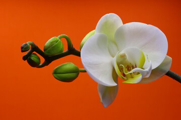 Close up of orchid, orange background flower. Isolated white orchid branch.