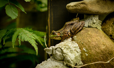 large green frog blending into pond and rock formation